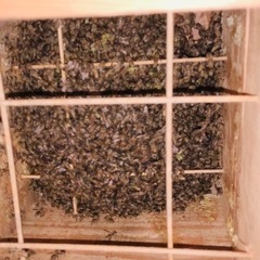 日本ミツバチ　巣箱3段付き女王蜂入り　分蜂　日本蜜蜂　日本みつばち　