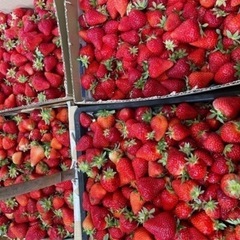 5/19(月)限定 いちご狩り🍓 - その他