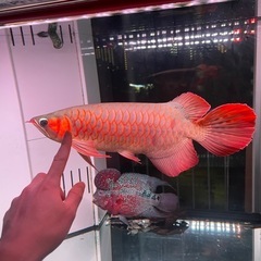 アロワナ