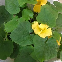 かぼちゃ　各種　6本