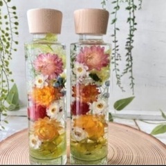 ヘリクリサム　tjの画像