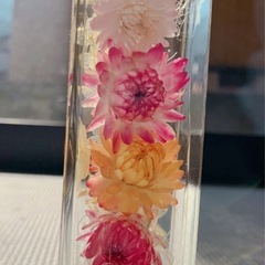 ヘリクリサム　tjの画像