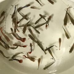グッピー画像すべて差し上げます