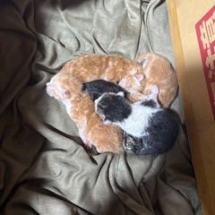 産まれたての子猫の里親様募集します！