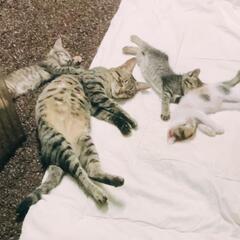 子猫