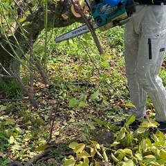 木の剪定、伐採お任せください✨ - 鹿沼市