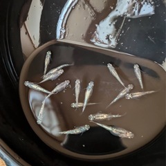 ゴジラメダカ10匹+ａ 2000円 お一人様　