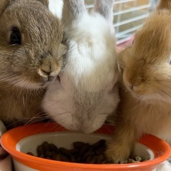 ネザーランドドワーフの子うさぎ３月１５日生まれ