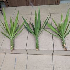 ユッカ エレファンティペス（挿し木用）