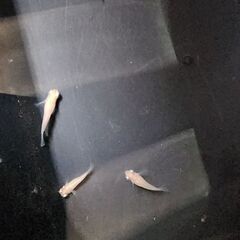 めだか【ピンク出目】の画像