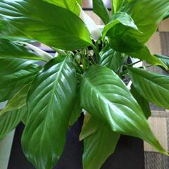 観葉植物6点スパティフィラム等