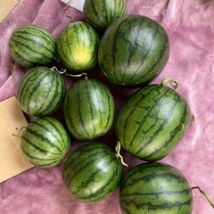 茨城県産小玉すいか3玉セット