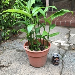 ミョウガ苗