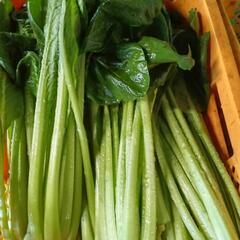 数量限定‼️小松菜無料配布‼️