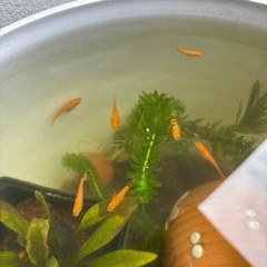 楊貴妃メダカ　稚魚１匹〜　卵も可