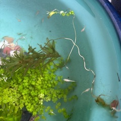 楊貴妃メダカ　幼魚１匹〜　卵も可の画像