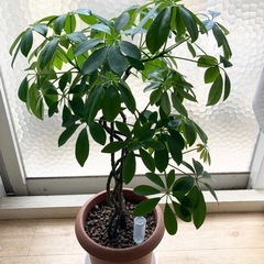 シェフレラ（カポック）観葉植物