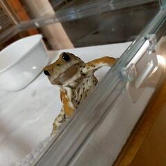 ミヤコヒキガエル ♂♀ケージ込み