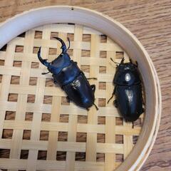 No.15　オオクワガタ　香川県産　ペアの画像