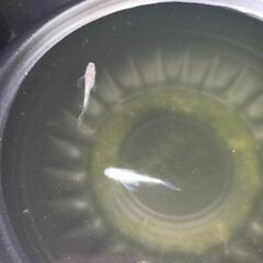 5/18めだか販売の画像