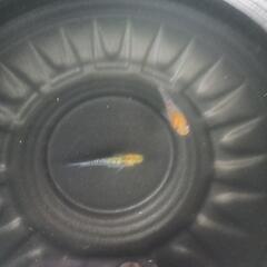 5/18めだか販売の画像