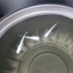 5/18めだか販売の画像