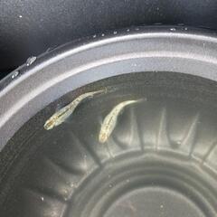 5/18めだか販売の画像