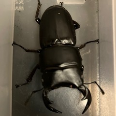 オオクワガタ　ホワイトアイ成虫ペア