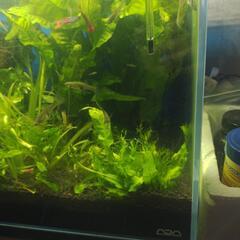 アクアリウム#水草M