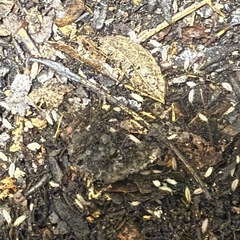餌用　ワラジムシ　爬虫類　両生類