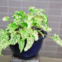 来春開花確約！ スミレ希少種「錦鈴木」ニシキスズキ の画像