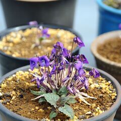 来春開花確約！ スミレ希少種「錦鈴木」ニシキスズキ の画像