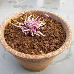 来春開花確約！ スミレ希少種「錦鈴木」ニシキスズキ の画像