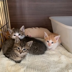 保護子猫