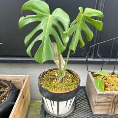 モンステラ　ヒメモンステラ　鉢ごと　観葉植物