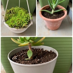 植物 ベランダ改装中のため食品や日用品等と交換してください