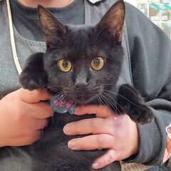 ちどり(黒猫)