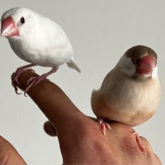 文鳥　2羽　白文鳥生後3ヶ月　シナモン文鳥生後7ヶ月