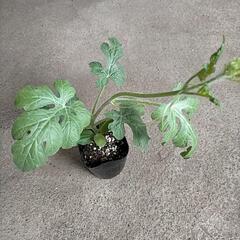 接木苗各種