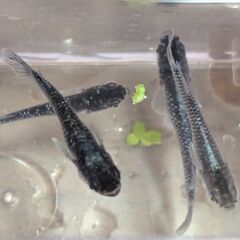 ①ミッドナイトフリルメダカ5匹から7匹はスムーズなやり取りと取引...