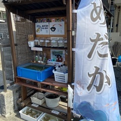 石ちゃんメダカ無人販売所