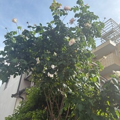 薔薇の木　差し上げます