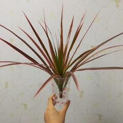 観葉植物  ドラセナ コンシンネ
