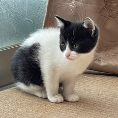 仔猫３匹　お願いします - 里親募集