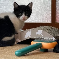 仔猫３匹　お願いします - 猫