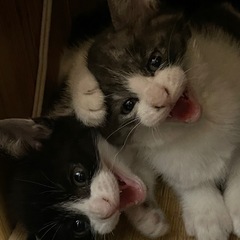仔猫３匹　お願いします - 東臼杵郡