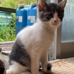 仔猫３匹　お願いします − 宮崎県