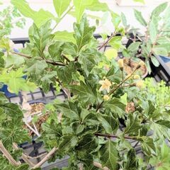 白色の可愛らしい花が咲き始めました😄　　ニオイカエデ7の画像