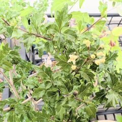 白色の可愛らしい花が咲き始めました😄　　ニオイカエデ7の画像