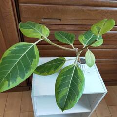 観葉植物 フィカス アルテシマ